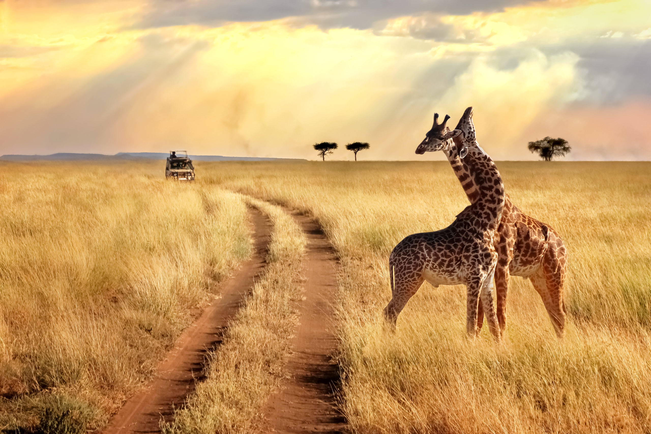 Group of giraffes on a sunset background