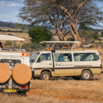 Safari vehicles in the golden savannah